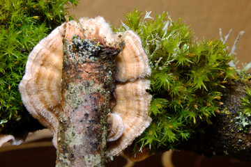 Mushroom on Stick 01