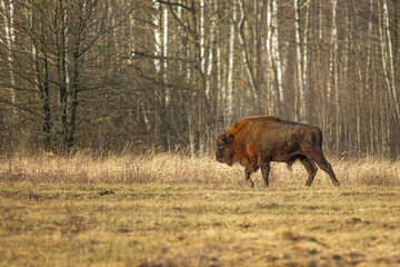 The European bison (Bison bonasus) or the European wood bison herd by the forest goes around the birch trees