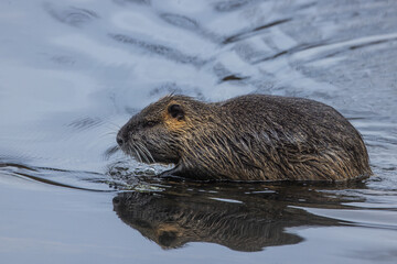 The nutria (Myocastor coypus) comes out of the water