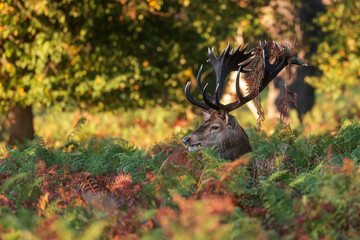 Richmond park, the red deer (Cervus elaphus) he's got ferns pulled out of his antlers