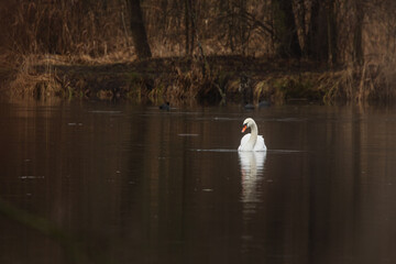 The mute swan (Cygnus olor) alone in the middle of the pond
