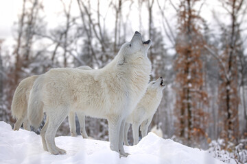 male Arctic wolf (Canis lupus arctos) the pack is convening
