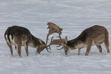 The European fallow deer (Dama dama), also known as the common fallow deer or simply fallow deer,...