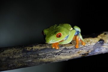 Agalychnis callidryas, commonly known as the red-eyed tree frog. Costa Rica.