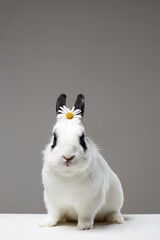 white rabbit with flower on head. Funny fluffy rabbit - obrazy, fototapety, plakaty