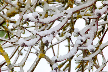 Icy Tree Limb Abstract 02