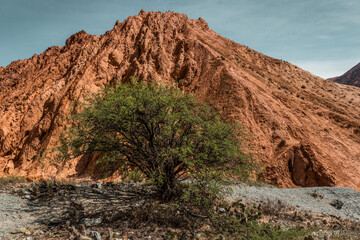 solitary tree on the road of the colorados in the desert and rocky landscape in purmamarca, Jujuy. Northern Argentina
