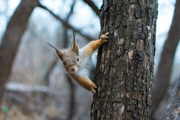 A red squirrel with wet ears peeks out from behind the trunk of an elm tree on an autumn day