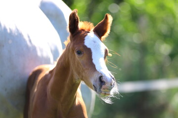 beautiful chestnut foal with white blaze against the background of a gray mare