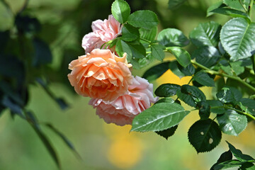 Żółto - różowe  róże. © Edward