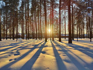 Sunset or sunrise in a winter pine forest with pines covered with snow.