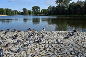 Ptaki nad wodą. © Edward