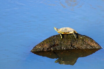 Red Eared Slider Turtle 01