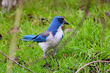 Blue Jay in Grass 01