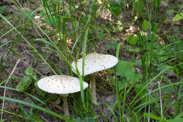 Two umbrella mushrooms grow in the green grass on a summer day