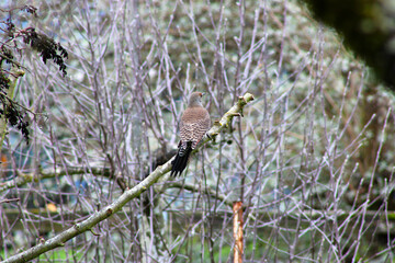 Flicker on Tree Limb 02