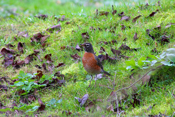 American Robin in Grass 01