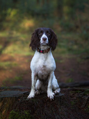 Springer Spaniels in the Forest