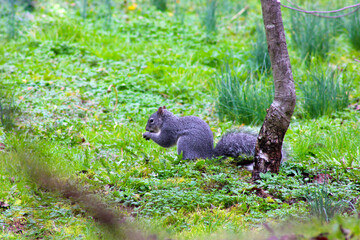 Grey Squirrel in Grass