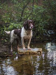 Springer Spaniels in the Forest