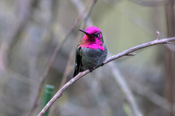 Red Cap Hummingbird 05