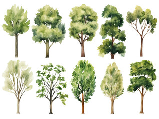 Set of Watercolor trees collection on transparent background	
