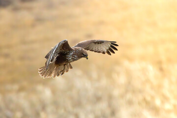 common european buzzard in flight - 732677722