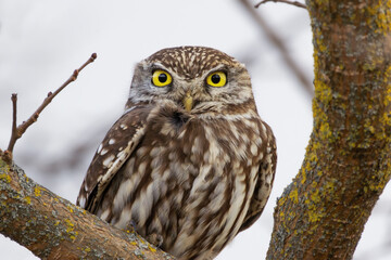 curious little owl looking at the camera