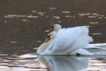 mute swans couple on pond - 732677781