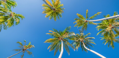 Best tourism vacation design, palm trees under soft serene sunlight. Panoramic nature background,...