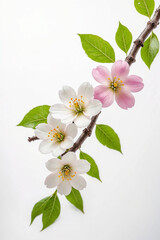 A branch with pink and white flowers and green leaves on a white background. ai generative