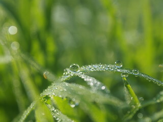 rice farm green background drop and light blur style background sweet 
