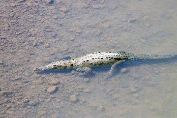 Obraz premium An American crocodile in the Tarcoles River, Costa Rica