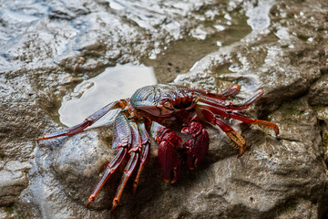 A crab on a rock in Caleta Negra (Black Bay) on the coast of the Atlantic Ocean in Ajuy, Fuerteventura, Spain, Atlantic
