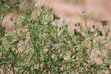 cumin (zira) on a farm in Gujarat India,Cumin cultivation and plants,most popular cumin seeds plant in indian farm or garden,carvi