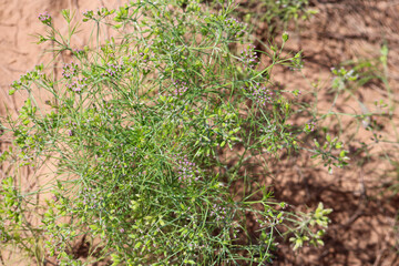 cumin (zira) on a farm in Gujarat India,Cumin cultivation and plants,most popular cumin seeds plant in indian farm or garden,carvi
