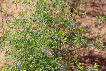 cumin (zira) on a farm in Gujarat India,Cumin cultivation and plants,most popular cumin seeds plant in indian farm or garden,carvi