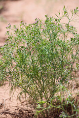 cumin (zira) on a farm in Gujarat India,Cumin cultivation and plants,most popular cumin seeds plant in indian farm or garden,carvi