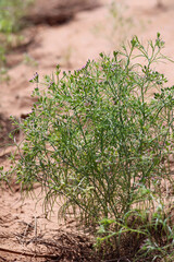 cumin (zira) on a farm in Gujarat India,Cumin cultivation and plants,most popular cumin seeds plant in indian farm or garden,carvi