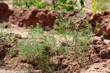cumin (zira) on a farm in Gujarat India,Cumin cultivation and plants,most popular cumin seeds plant in indian farm or garden,carvi