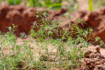 Most popular cumin seeds plant in indian farm or garden,unripped cumin crop dry plants,The most widely used spice is cumin or plant,Carum or Caraway and carvi