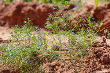 Most popular cumin seeds plant in indian farm or garden,unripped cumin crop dry plants,The most widely used spice is cumin or plant,Carum or Caraway and carvi