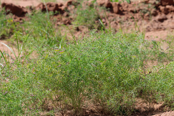 Most popular cumin seeds plant in indian farm or garden,unripped cumin crop dry plants,The most widely used spice is cumin or plant,Carum or Caraway and carvi