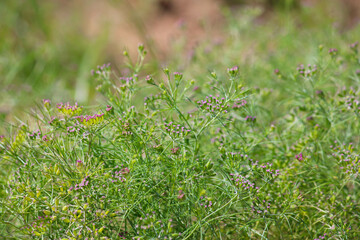 Most popular cumin seeds plant in indian farm or garden,unripped cumin crop dry plants,The most widely used spice is cumin or plant,Carum or Caraway and carvi