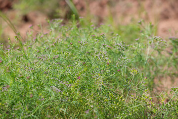 Most popular cumin seeds plant in indian farm or garden,unripped cumin crop dry plants,The most widely used spice is cumin or plant,Carum or Caraway and carvi