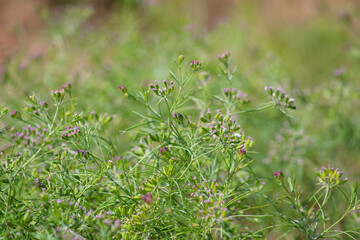 Most popular cumin seeds plant in indian farm or garden,unripped cumin crop dry plants,The most widely used spice is cumin or plant,Carum or Caraway and carvi