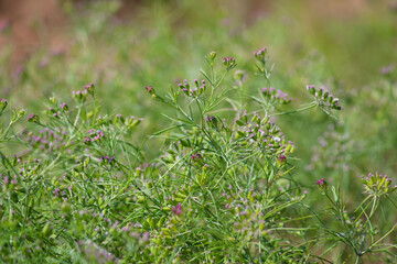 Most popular cumin seeds plant in indian farm or garden,unripped cumin crop dry plants,The most widely used spice is cumin or plant,Carum or Caraway and carvi