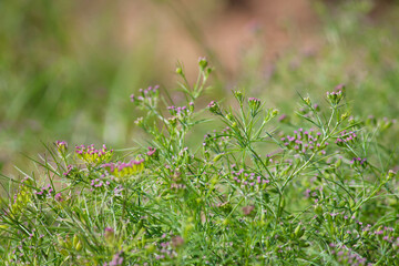 Most popular cumin seeds plant in indian farm or garden,unripped cumin crop dry plants,The most widely used spice is cumin or plant,Carum or Caraway and carvi