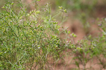 Most popular cumin seeds plant in indian farm or garden,unripped cumin crop dry plants,The most widely used spice is cumin or plant,Carum or Caraway and carvi