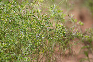 Most popular cumin seeds plant in indian farm or garden,unripped cumin crop dry plants,The most widely used spice is cumin or plant,Carum or Caraway and carvi